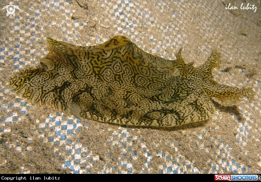 A sea hare