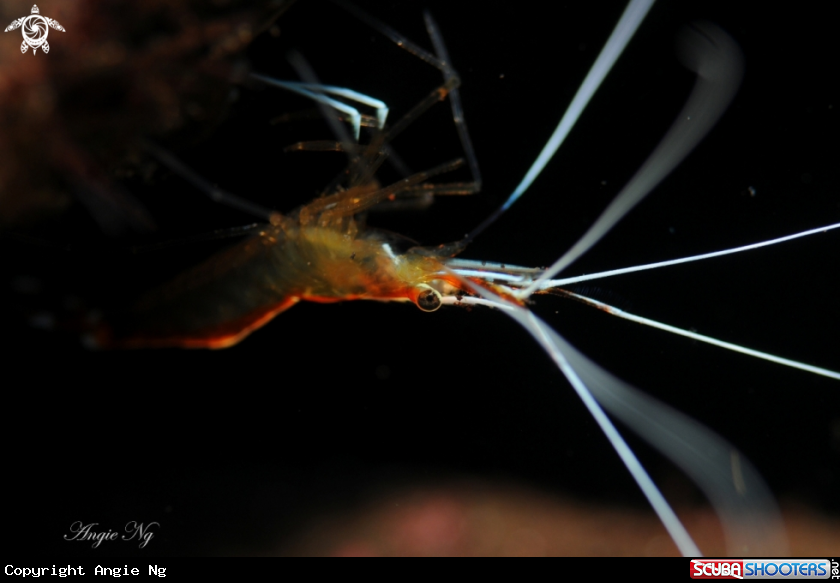 A WHITE BANDED CLEANER SHRIMP
