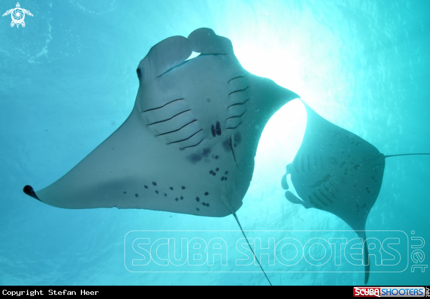 A Manta Ray