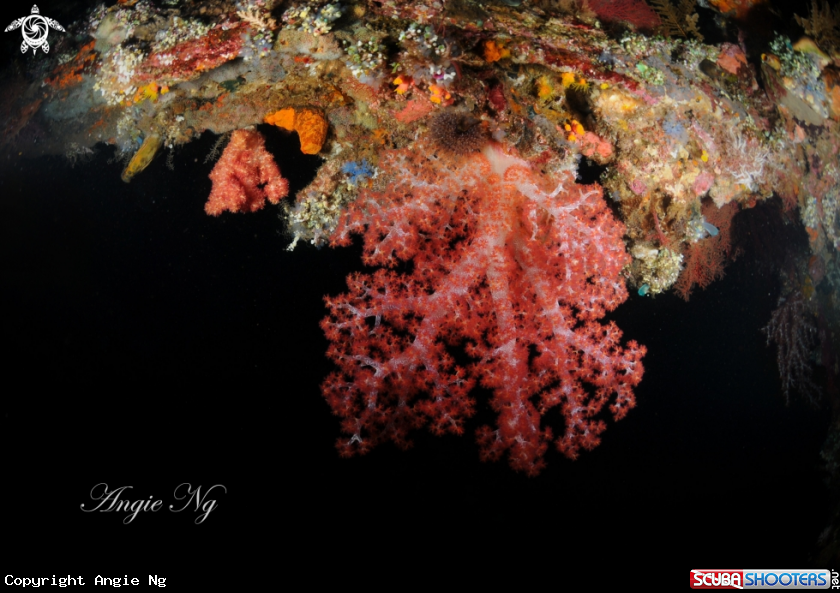 A Coral