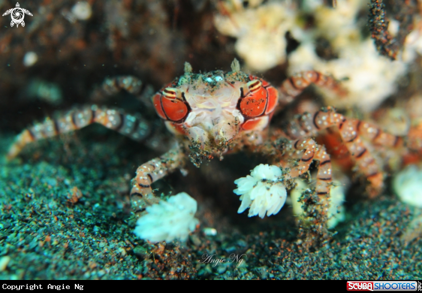 A Crab