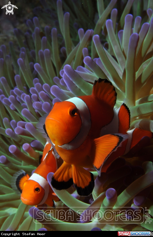 A Anemonefish