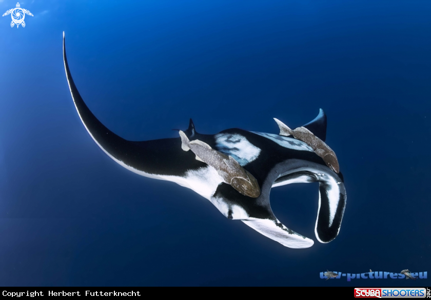 A Mantaray