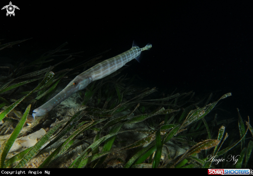 A Trumpet Fish 