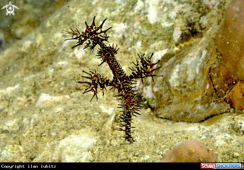 A Ghostpipefish