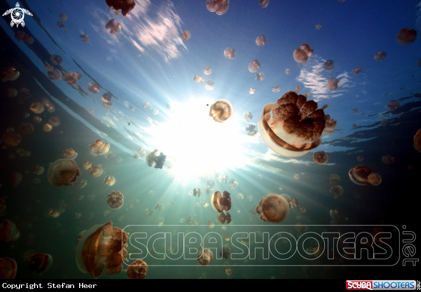 A Golden Jellyfish