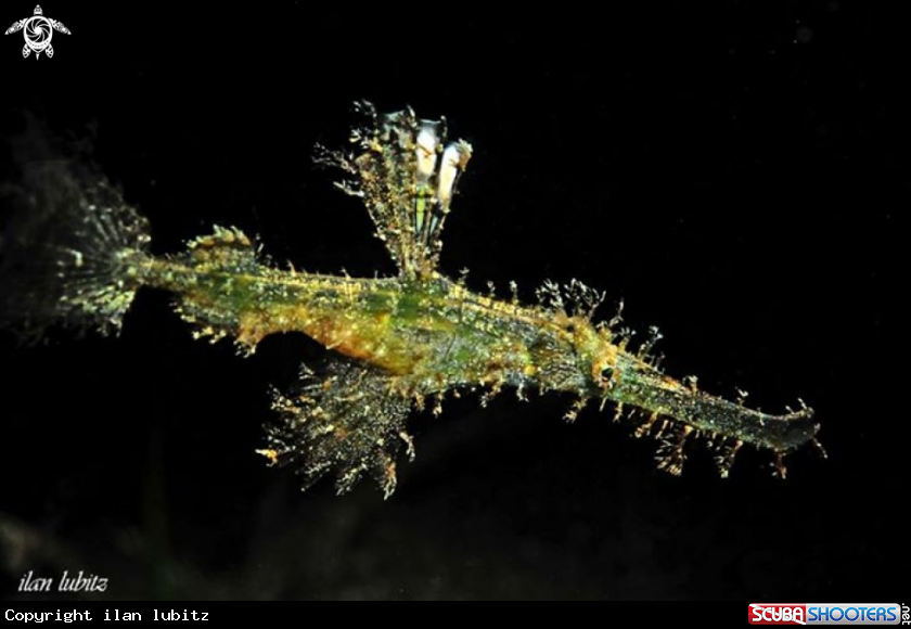 A Ghostpipefish