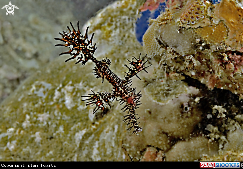 A Ghostpipefish