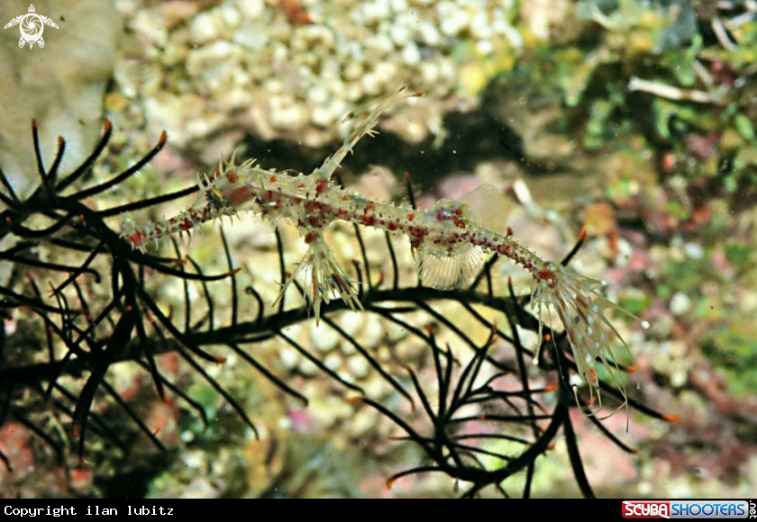 A Ghostpipefish