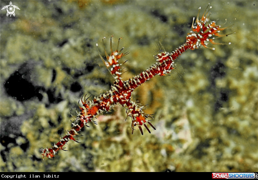 A Ghostpipefish
