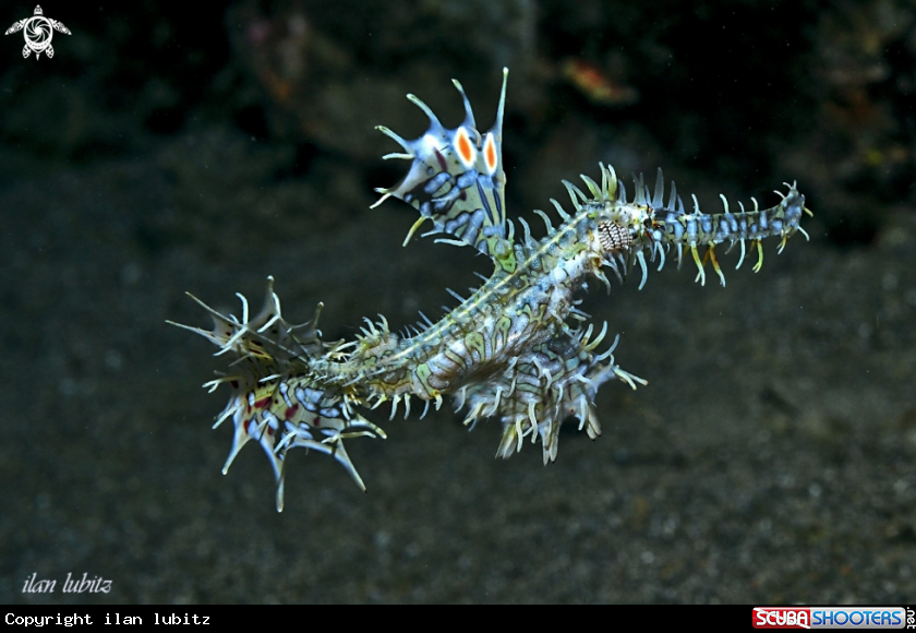 A Ghostpipefish