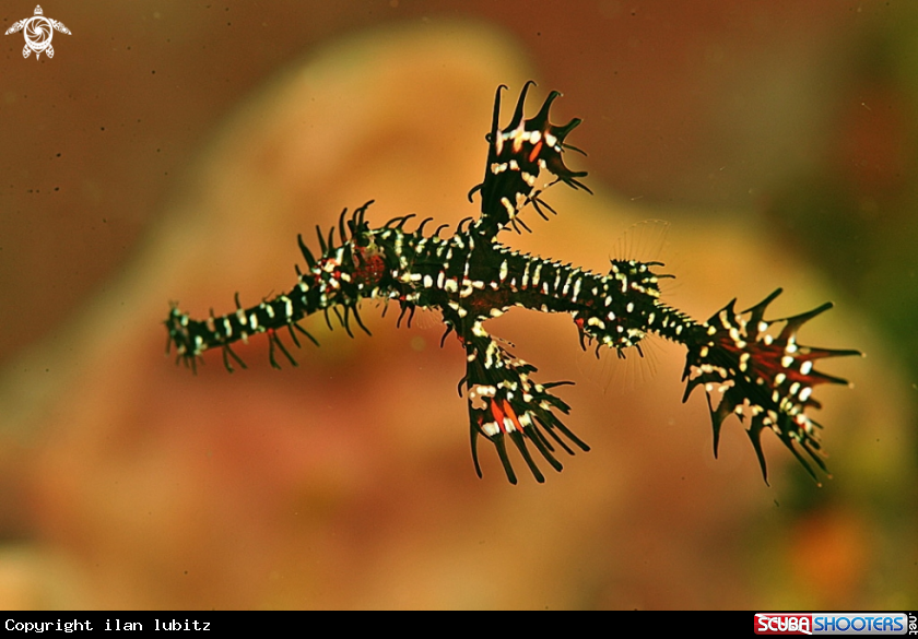 A Ghostpipefish