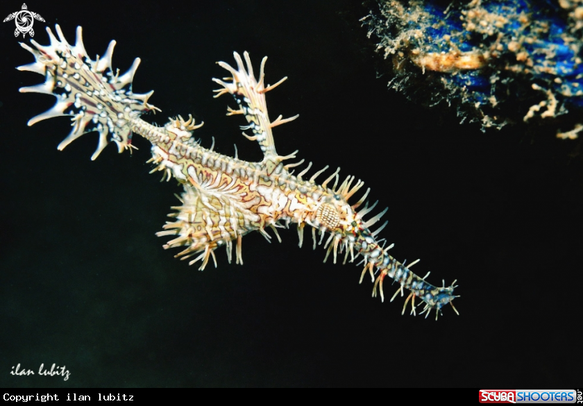 A Ghostpipefish