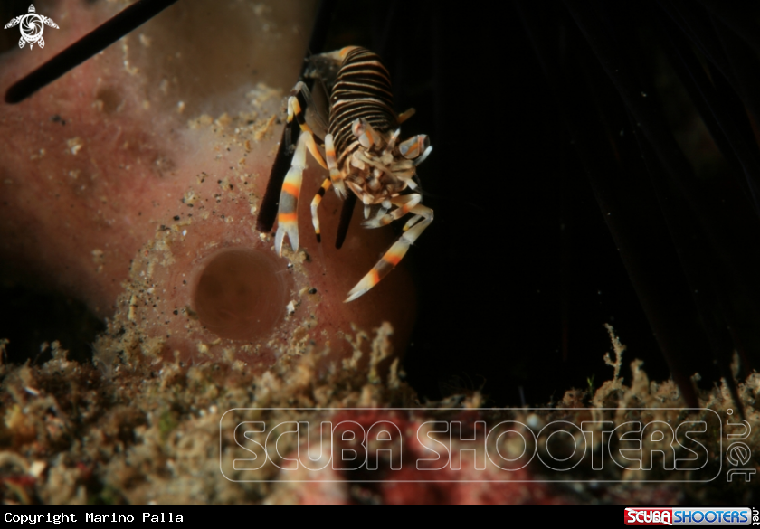 A Bumble Bee Shrimp