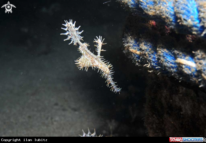 A Ghostpipefish