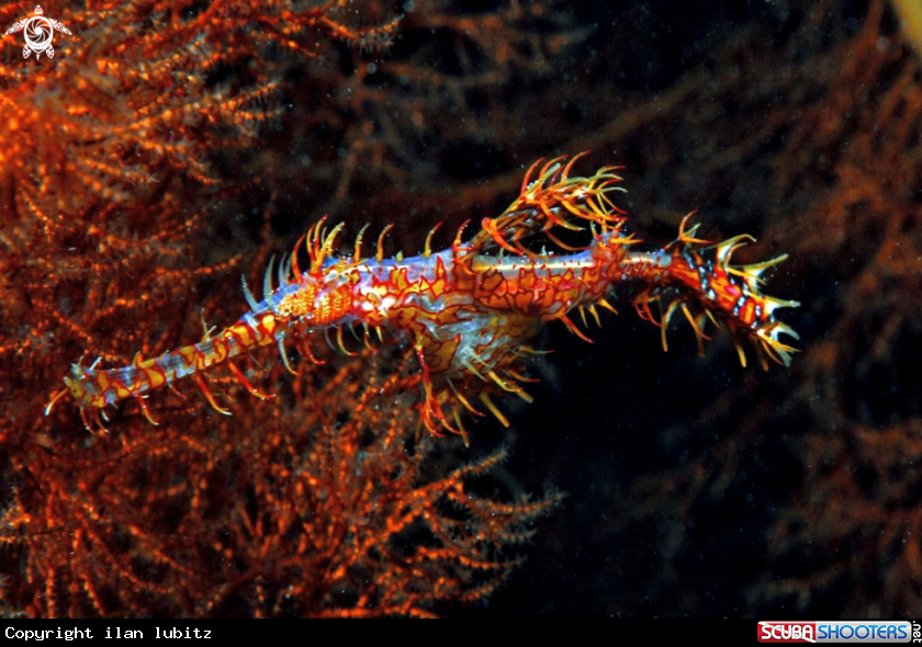 A Ghostpipefish
