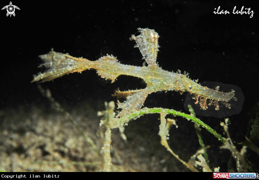 A Ghostpipefish