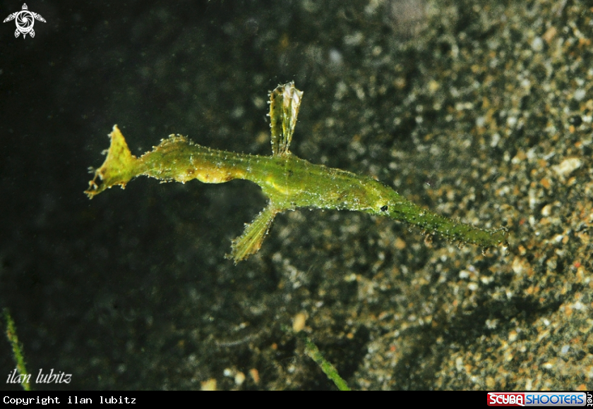 A Ghostpipefish