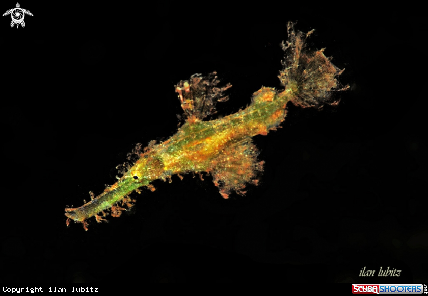 A Ghostpipefish