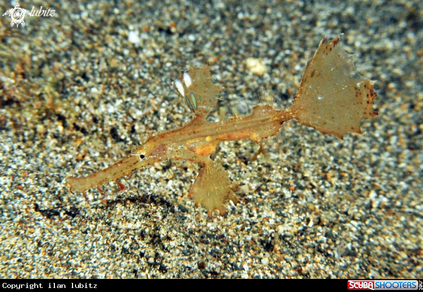 A Ghostpipefish