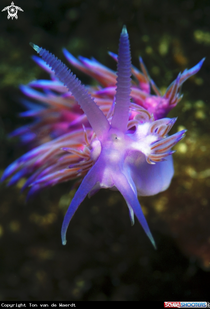 A underwater creature