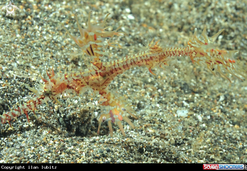 A Ghostpiefish