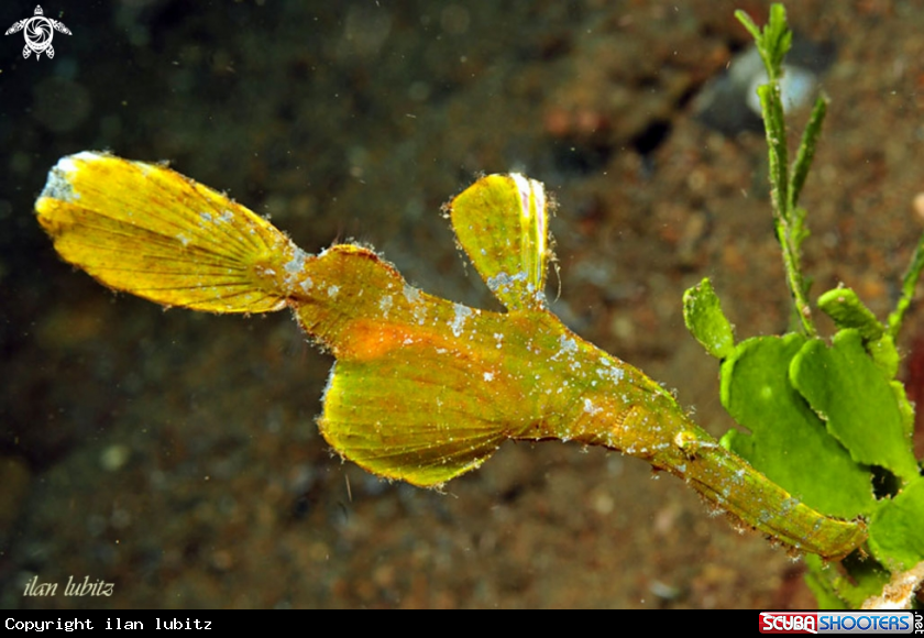A Ghostpipefish