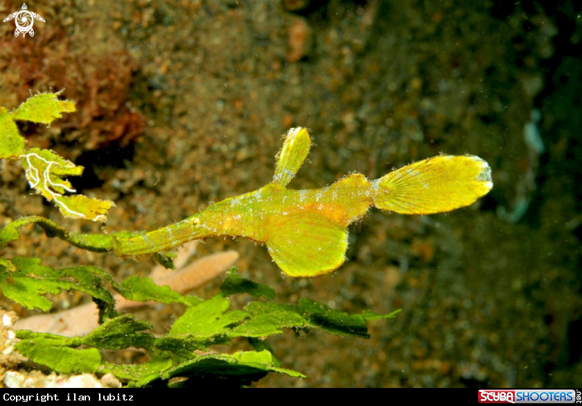 A Ghostpipefish