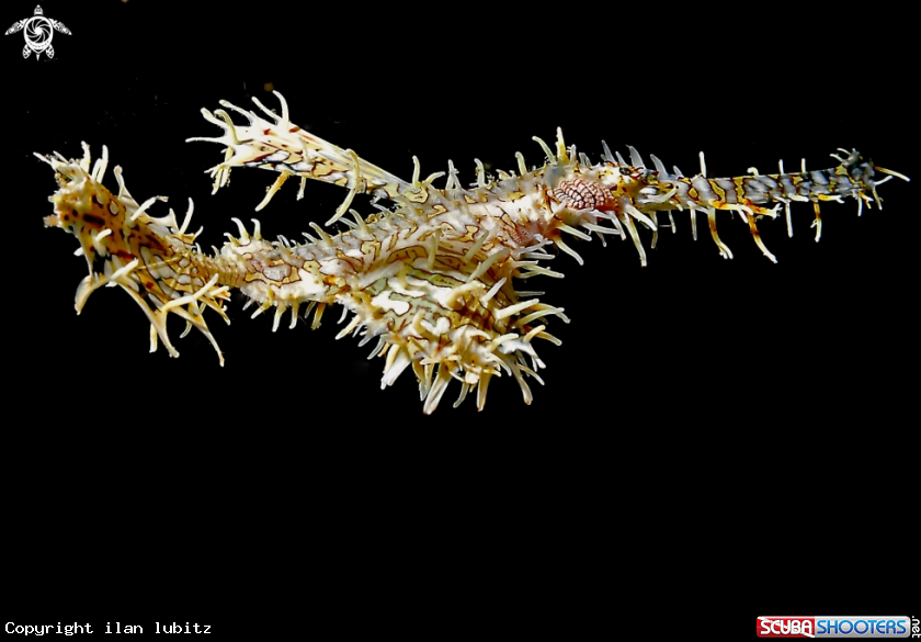 A Ghostpipefish