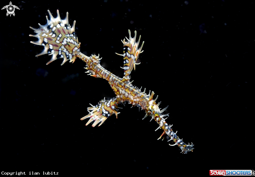 A Ghostpipefish