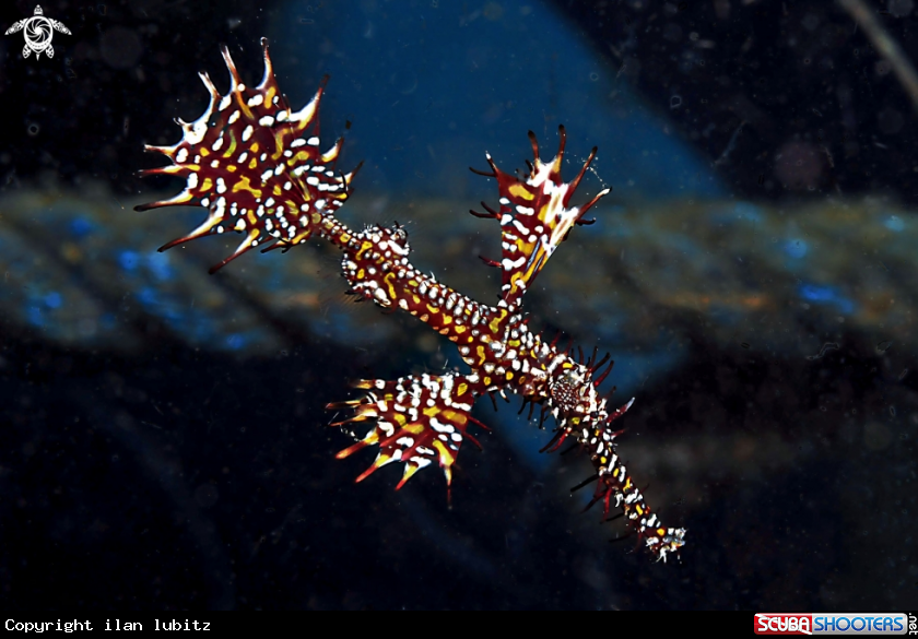 A Ghostpipefish