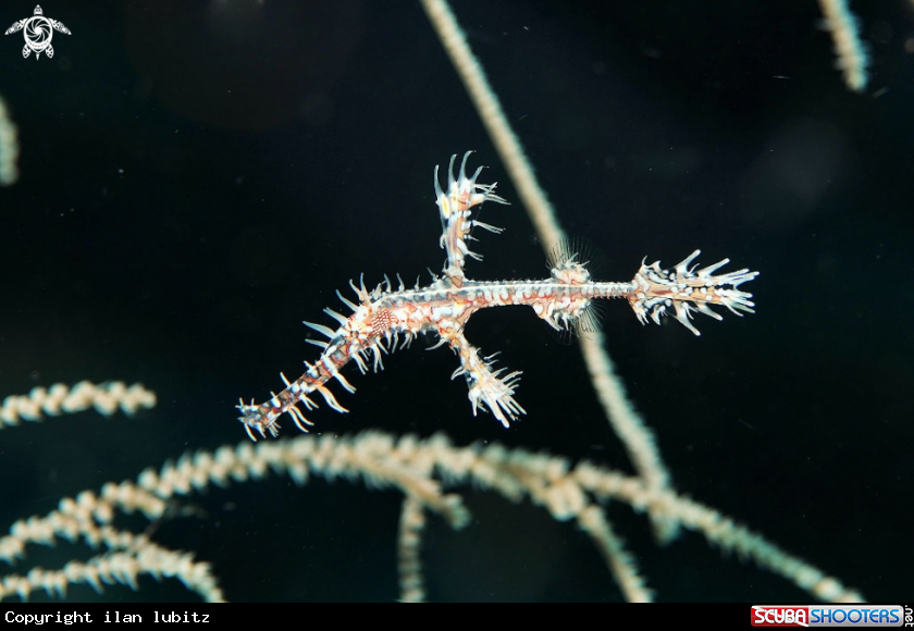 A Ghostpipefish