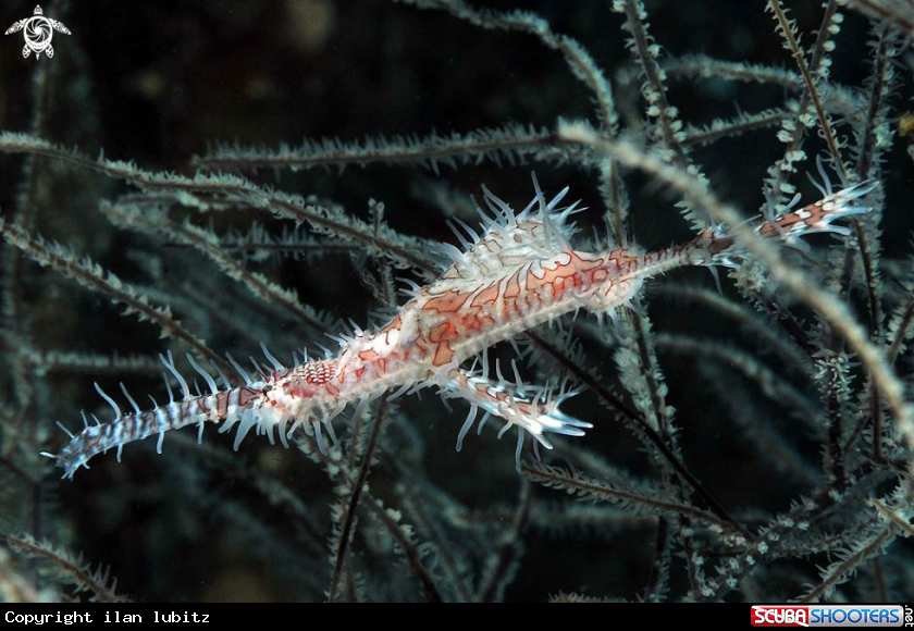 A Ghostpipefish