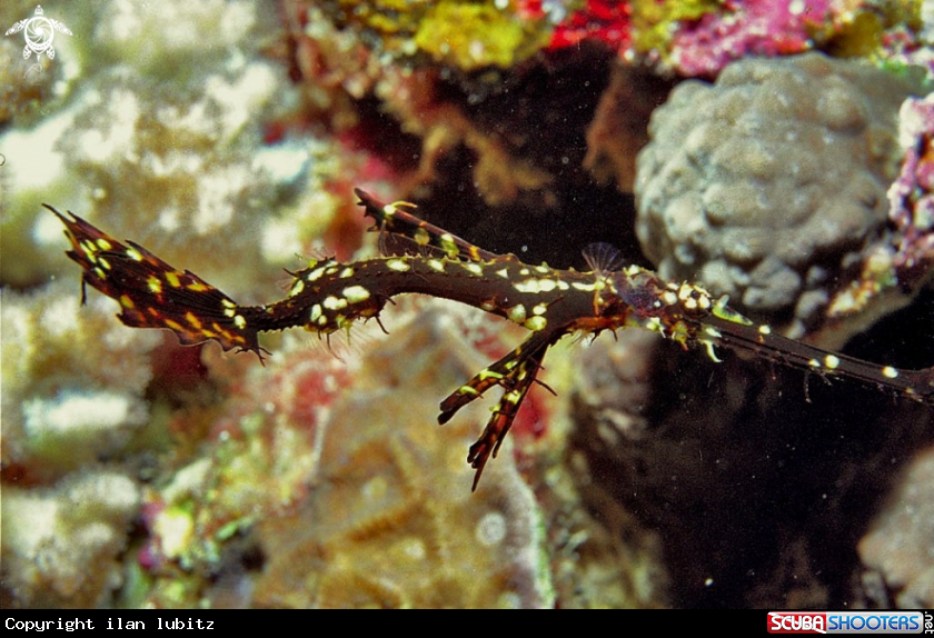 A Ghostpipefish