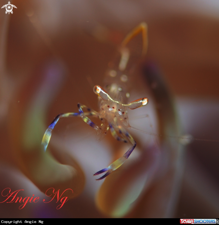 A Shrimp