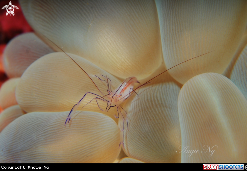 A Shrimp