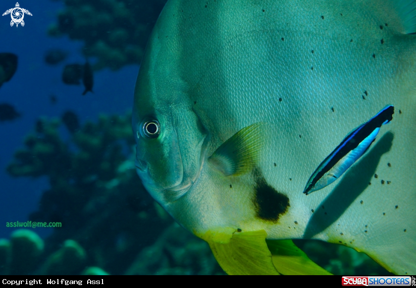 A Bat fish