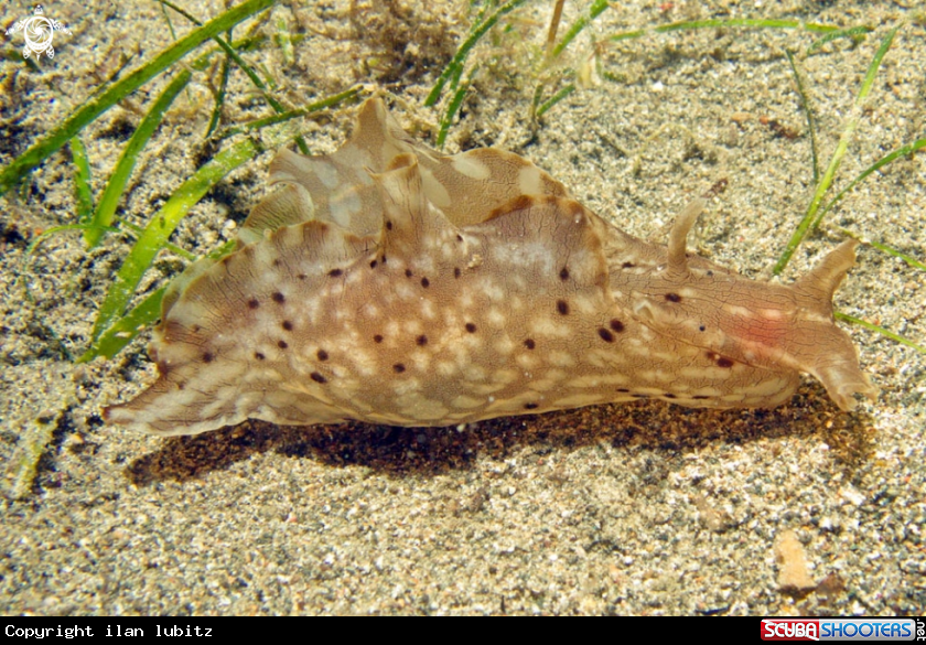 A sea hare