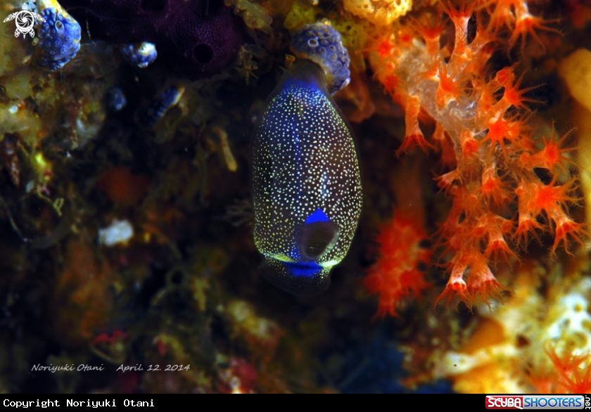 A sea squirt