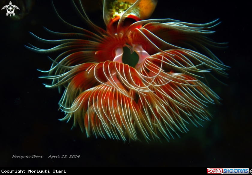 A feather duster worm
