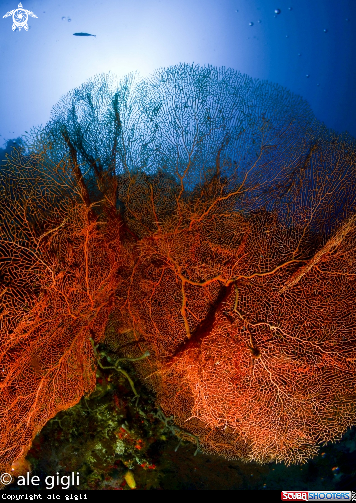 A gorgonia