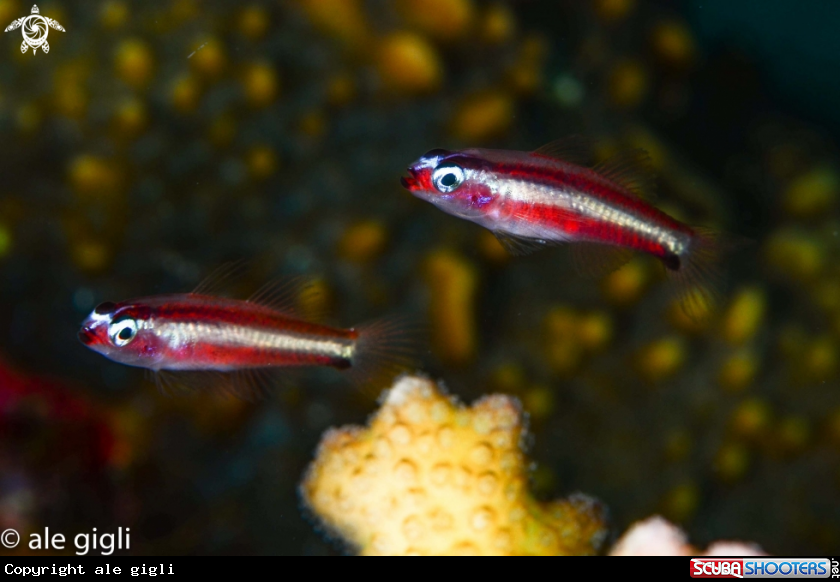 A gemelli