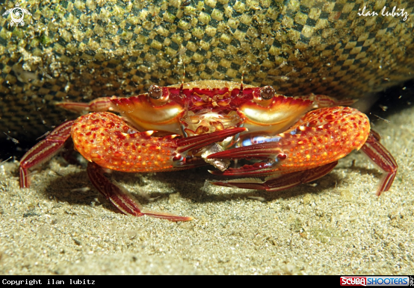 A crab