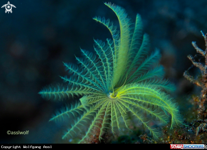 A Tubeworm