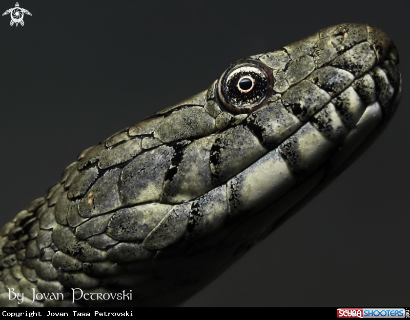 A Vodena zmija Ribarica / Water snake - Ribarica.