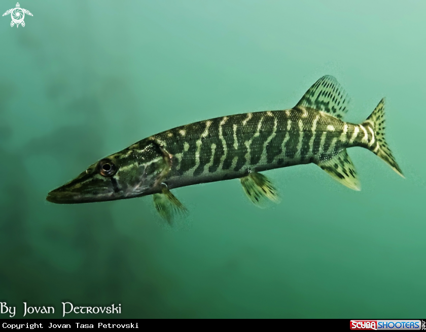 A Štuka / Pike