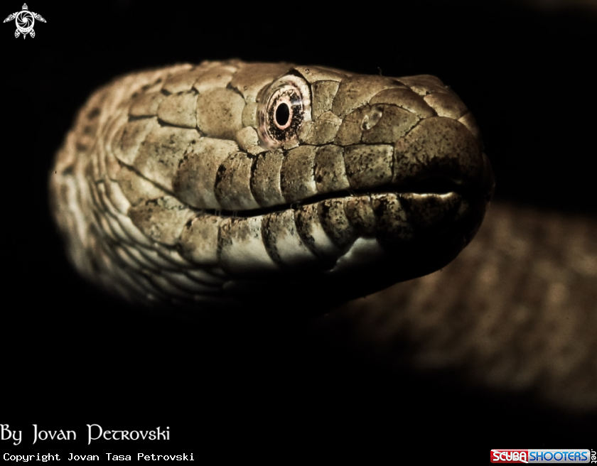 A Vodena zmija Ribarica / Water snake - Ribarica.