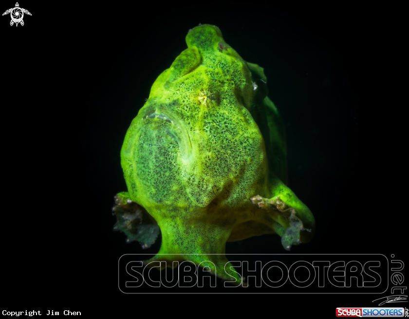 A Frogfish