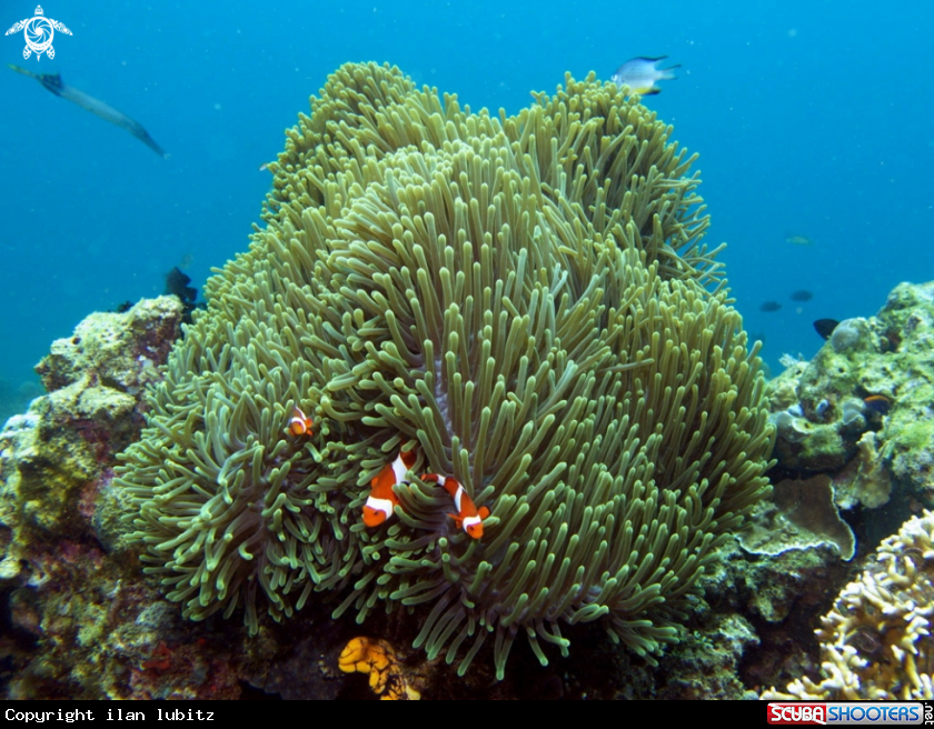 A Anemone