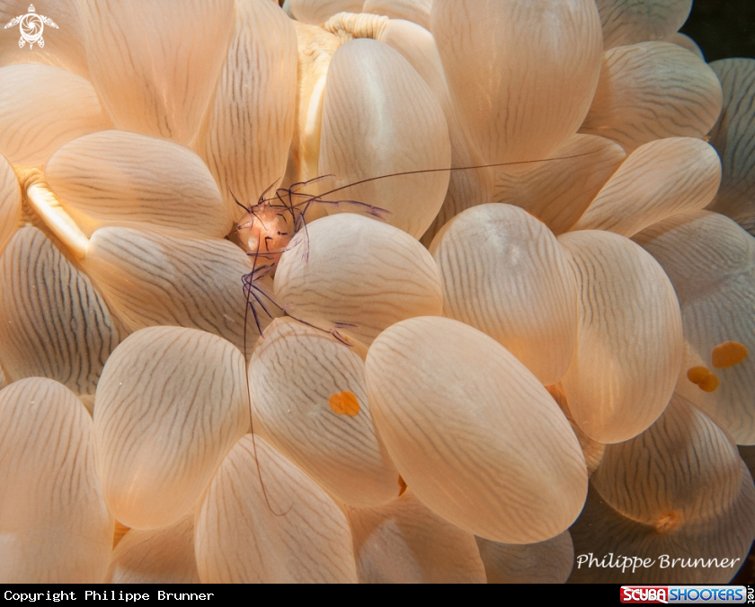 A Bubble coral shrimp